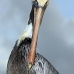 pelican_brown_can_v_0208_mex0218.jpg